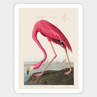 American Flamingo (1838) by John James Audubon Sticker